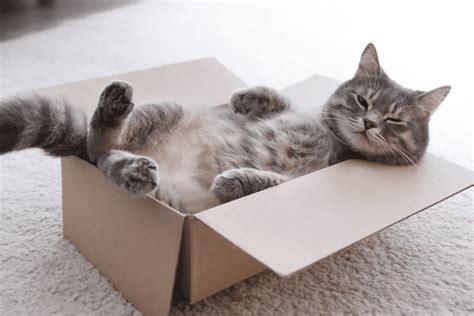 Can I Leave My Cat in the Car? And Why Do Cats Love Cardboard Boxes So Much?