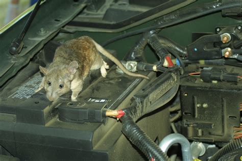 How Did a Mouse Get in My Car, and Why Does It Feel Like It Knows How to Drive?